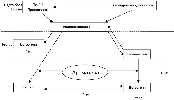 Ароматаза, тестостерон и естрогени.